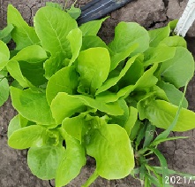 Салат Московский парниковый листовой Салат Московский парниковый листовой