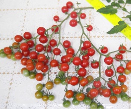 Томат Сладкий миллион Томат Сладкий миллион