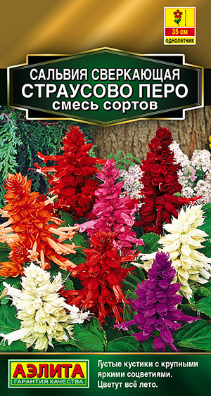 Сальвия Страусово перо, смесь сортов Сальвия Страусово перо, смесь сортов