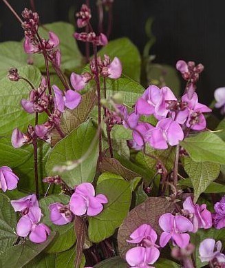 Долихос лаблаб (Гиацинтовые бобы) краснолистный Долихос лаблаб (Гиацинтовые бобы) краснолистный