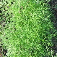 Укроп Обильнолистный Укроп Обильнолистный