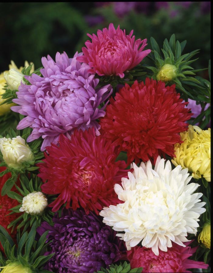 ����� ��������� ������������ ��������, ����� ������