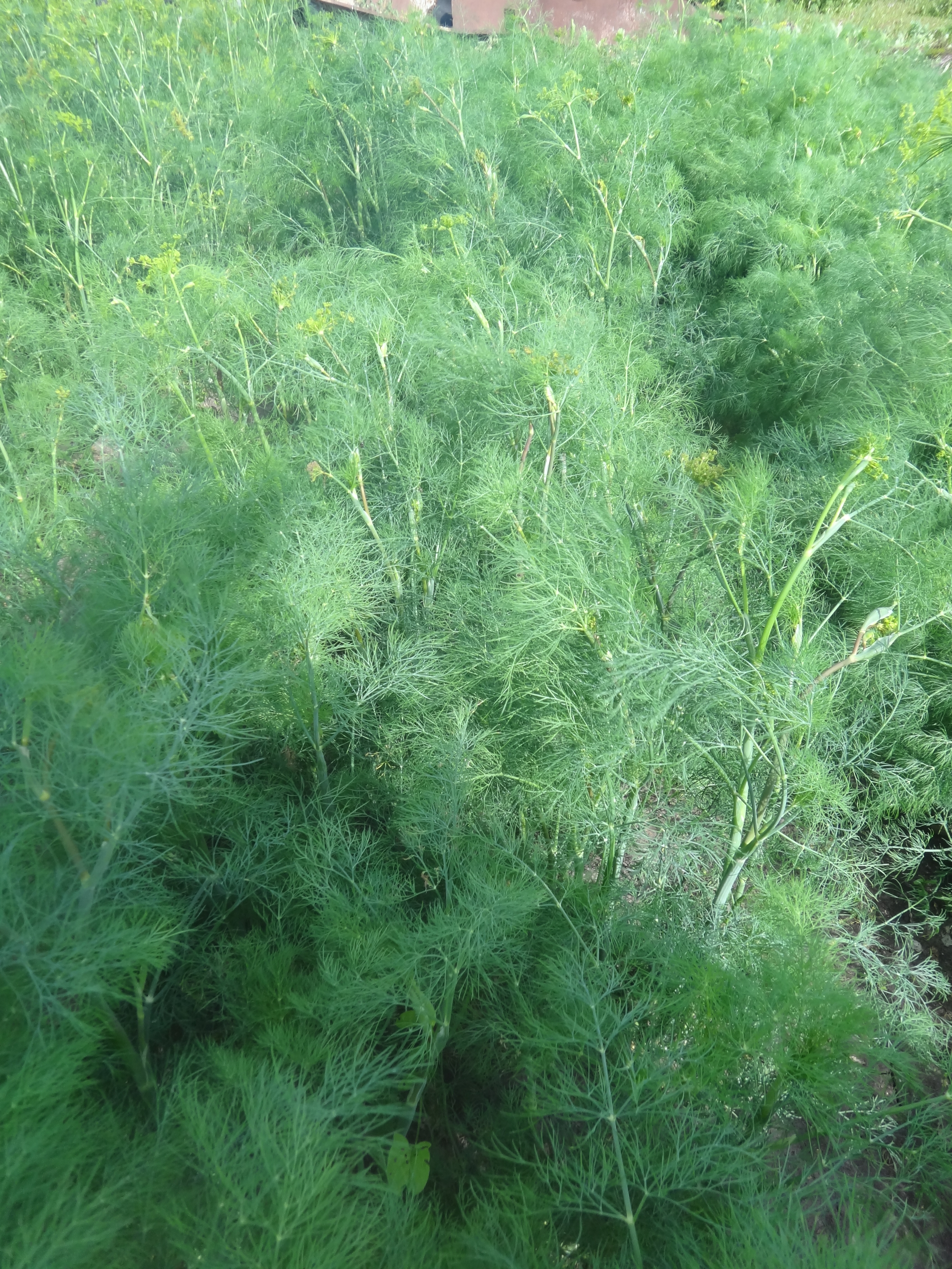 Укроп Мораван Укроп Мораван