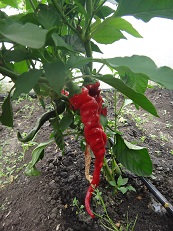 Перец острый Юбилейный ВНИИССОК Перец острый Юбилейный ВНИИССОК