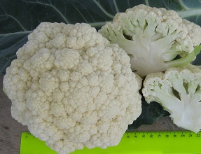 Капуста цветная Четыре сезона Капуста цветная Четыре сезона