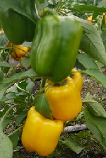 Перец сладкий Блондин Перец сладкий Блондин
