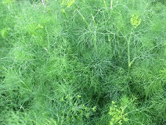 Укроп Хан-Султан Укроп Хан-Султан