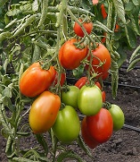 Томат Баламут F1 Томат Баламут F1