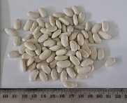 Фасоль вьющаяся Некарконигин Фасоль вьющаяся Некарконигин