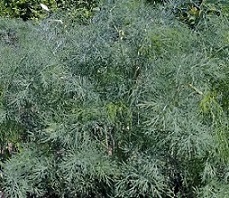 Укроп Серебрянка Укроп Серебрянка