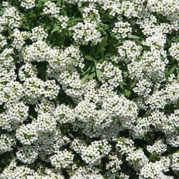 ������� ������ ����