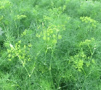 Укроп Зонтик Укроп Зонтик