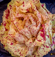 Цикорный салат Пала Бионда Цикорный салат Пала Бионда