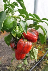 Перец сладкий Калифорнийское чудо Перец сладкий Калифорнийское чудо