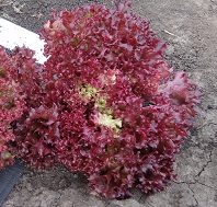 Салат Лолло Росса листовой Салат Лолло Росса листовой