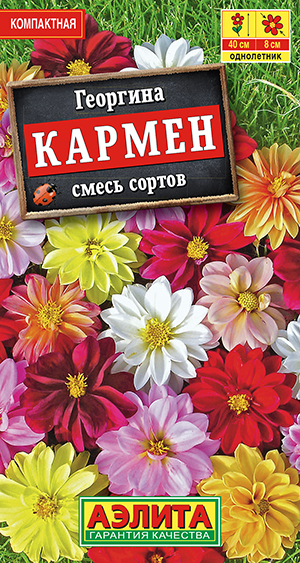 Георгина Кармен, смесь сортов Георгина Кармен, смесь сортов