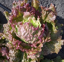 Салат Красный полукочанный Салат Красный полукочанный