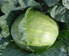 Капуста б/к Урожайная Капуста б/к Урожайная