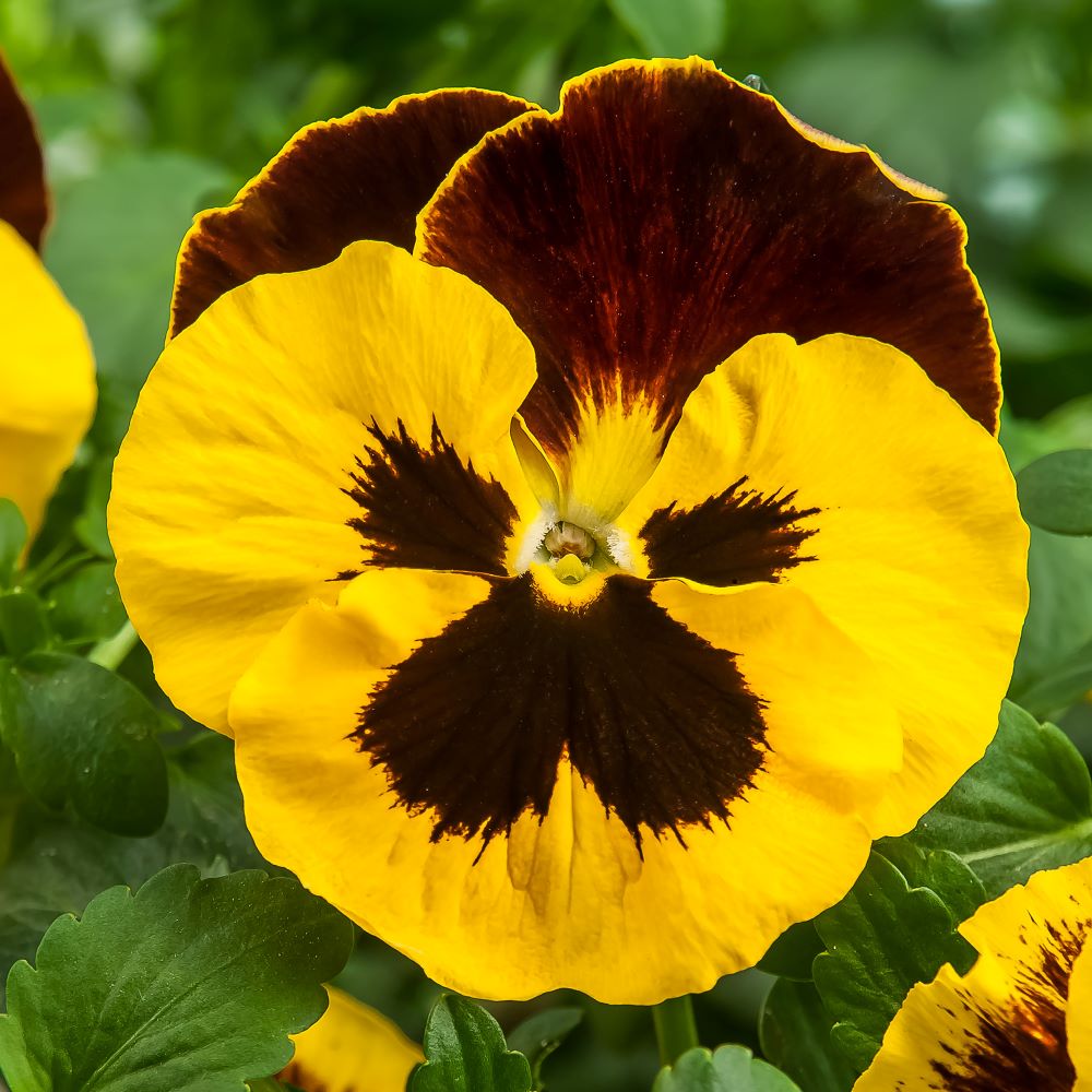 ����� �������� ����������� ������� ��� ���� (������-����� � �������)