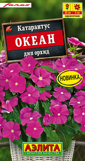Катарантус Океан дип орхид Катарантус Океан дип орхид