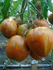 Томат Полосатое сердце Томат Полосатое сердце