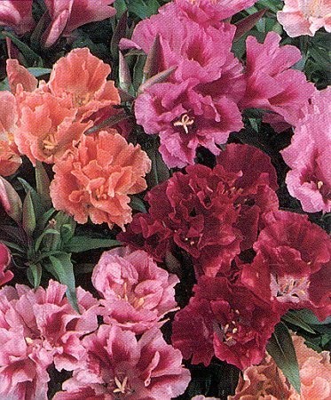 Годеция азалиецветковая махровая, смесь сортов Годеция азалиецветковая махровая, смесь сортов