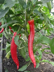 Перец острый Чилийская жара Перец острый Чилийская жара