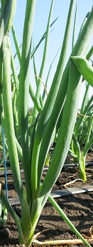 Лук батун Байкал Лук батун Байкал