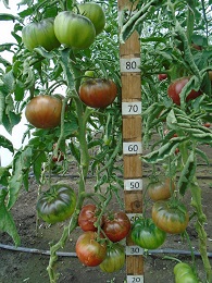 Томат Черный принц Томат Черный принц