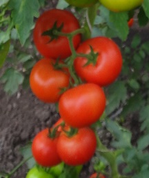 Томат Прима-66 F1 Томат Прима-66 F1