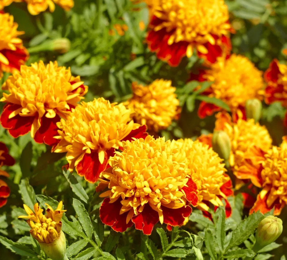 Бархатцы Оранжевое пламя отклоненные Бархатцы Оранжевое пламя отклоненные