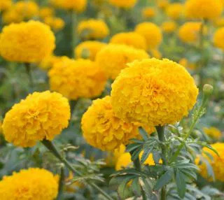 Бархатцы Сиерра голд прямостоячие Бархатцы Сиерра голд прямостоячие