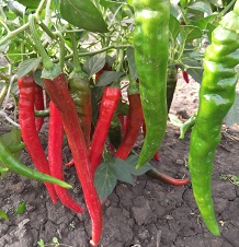 Перец острый Кайенский Перец острый Кайенский