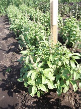 Базилик овощной Лимонный аромат Базилик овощной Лимонный аромат