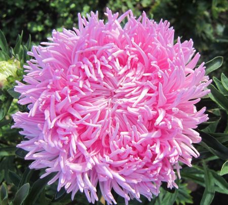 ����� ��������� ������ ��������-�������