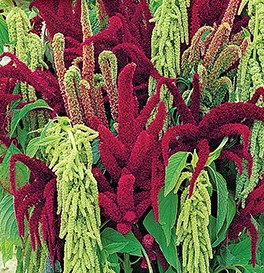 ������� (����������� � ���������), ������� ����� (������-���������)