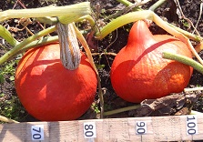 Тыква крупноплодная Китайский фонарик Тыква крупноплодная Китайский фонарик