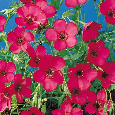 Лен крупноцветковый Красный Лен крупноцветковый Красный