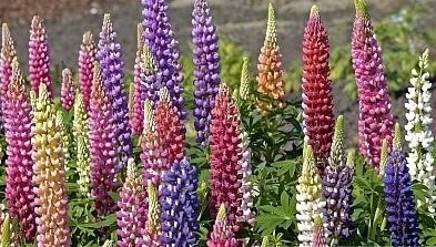 Люпин многолистный Рассел Стрейн Минарет карликовый, смесь сортов Люпин многолистный Рассел Стрейн Минарет карликовый, смесь сортов