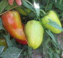 Перец сладкий Сокровище Перец сладкий Сокровище