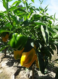 Перец сладкий Желтый букет Перец сладкий Желтый букет