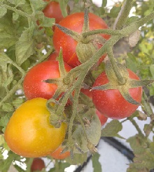 Томат Заюшка-хозяюшка Томат Заюшка-хозяюшка