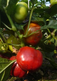 Перец сладкий Колобок Перец сладкий Колобок