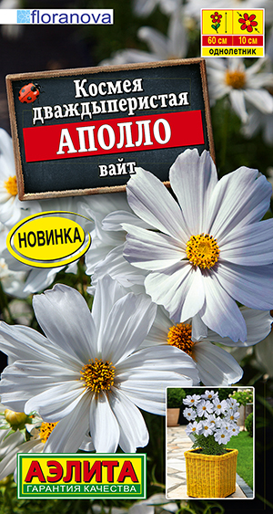 Космея Аполло вайт Космея Аполло вайт