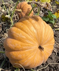 Тыква мускатная Мария Тыква мускатная Мария