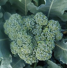 Капуста брокколи Тонус Капуста брокколи Тонус