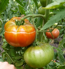 Томат Король ранних Томат Король ранних