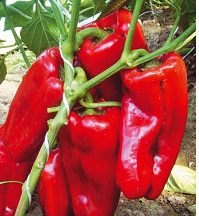 Перец сладкий Маркони ред Перец сладкий Маркони ред