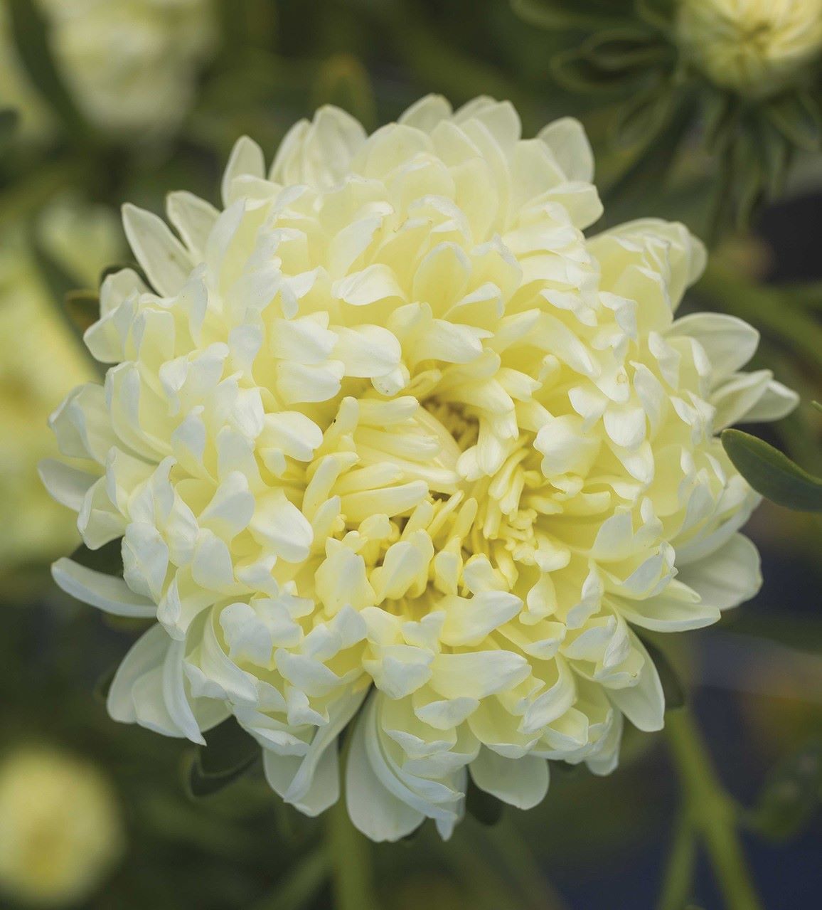 ����� ��������� ����� ������