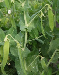 Горох овощной Первенец Горох овощной Первенец